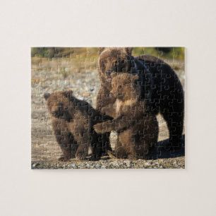Brown bear, grizzly bear, sow with cubs on coast jigsaw puzzle