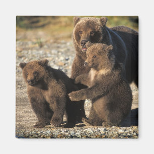 Brown bear, grizzly bear, sow with cubs on coast magnet