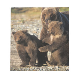 Brown bear, grizzly bear, sow with cubs on coast notepad