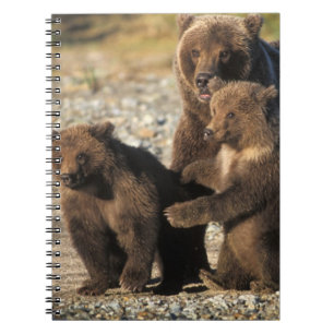 Brown bear, grizzly bear, sow with cubs on coast spiral notebook