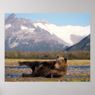 Brown bear, grizzly bear stretching on its back poster