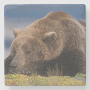 Brown bear, grizzly bear, taking a nap, Katmai Stone Coaster