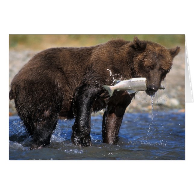Brown bear, grizzly bear, with salmon catch, (Front Horizontal)