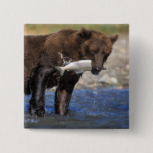 Brown bear, grizzly bear, with salmon catch, 15 cm square badge (Front)