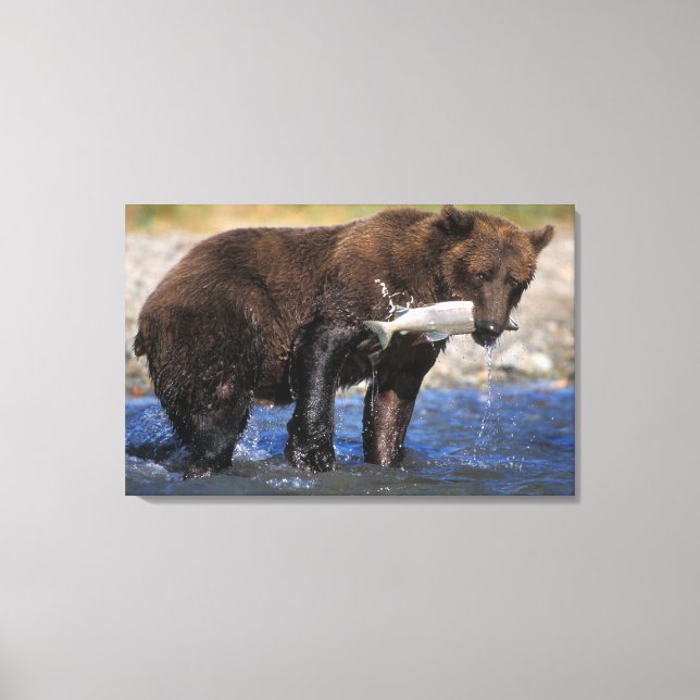 Brown bear, grizzly bear, with salmon catch, canvas print (Front)