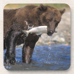 Brown bear, grizzly bear, with salmon catch, coaster