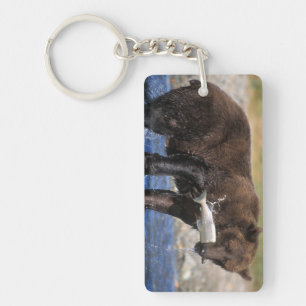 Brown bear, grizzly bear, with salmon catch, key ring
