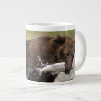 Brown bear, grizzly bear, with salmon catch,