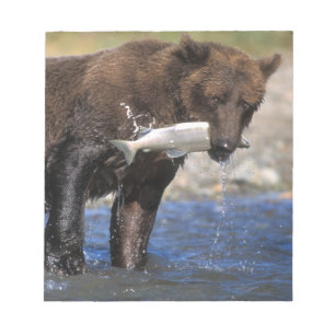 Brown bear, grizzly bear, with salmon catch, notepad