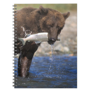Brown bear, grizzly bear, with salmon catch, spiral notebook