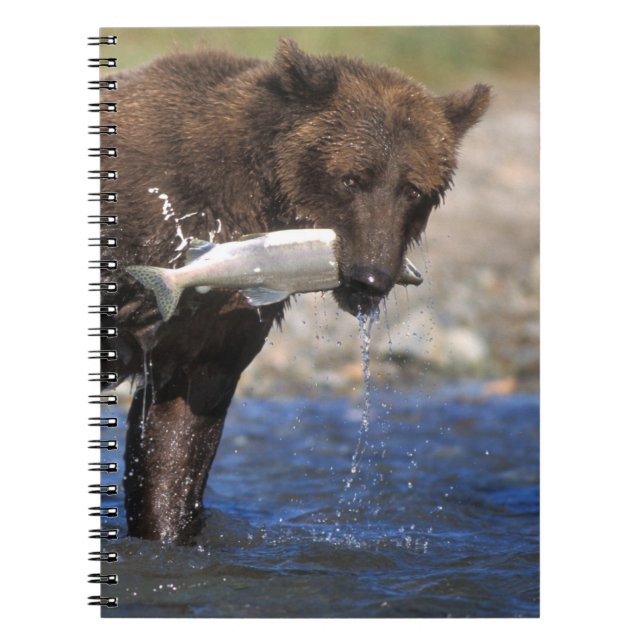 Brown bear, grizzly bear, with salmon catch, spiral notebook (Front)