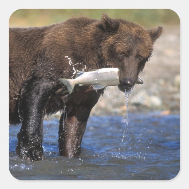 Brown bear, grizzly bear, with salmon catch, square sticker (Front)