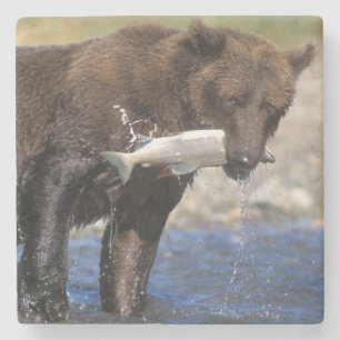 Brown bear, grizzly bear, with salmon catch, stone coaster
