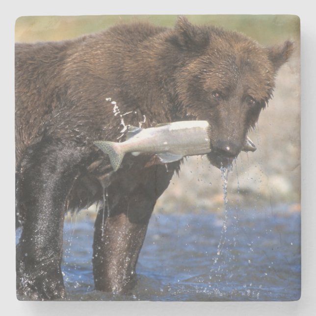 Brown bear, grizzly bear, with salmon catch, stone coaster (Front)