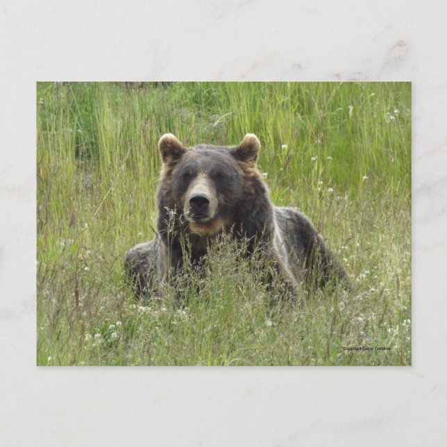 Brown bear in grass, Alaska grizzly Postcard (Front)