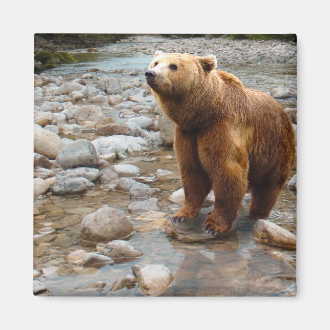 Brown Bear in Stream Magnet (Front)
