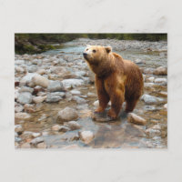 Brown Bear in Stream
