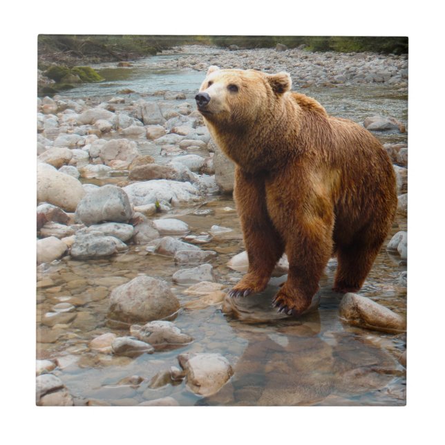 Brown Bear in Stream Tile (Front)