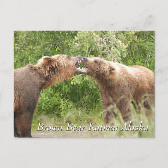 Brown Bear Katmai Alaska  Postcard (Front)