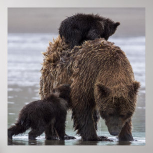 Brown Bear   Lake Clark National Park Poster