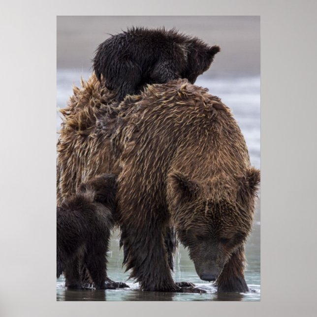 Brown Bear | Lake Clark National Park Poster (Front)