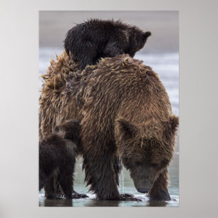 Brown Bear   Lake Clark National Park Poster