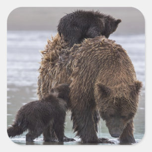Brown Bear Lake Clark National Park Square Sticker