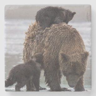 Brown Bear Lake Clark National Park Stone Coaster