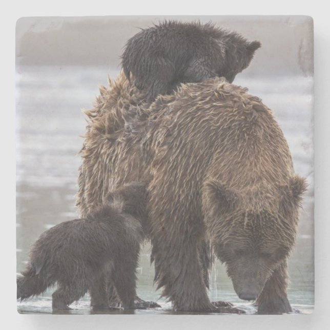 Brown Bear | Lake Clark National Park Stone Coaster (Front)