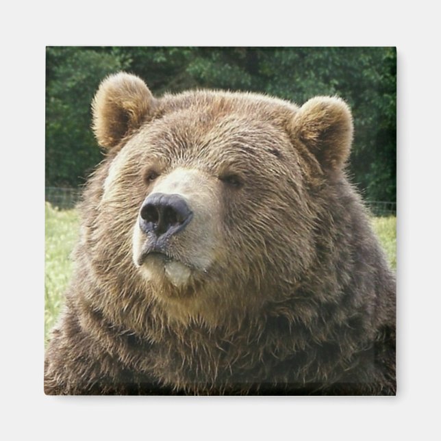 Brown Bear Magnet (Front)