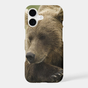 Brown bear, or Coastal Grizzly Bear, Ursus