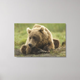 Brown bear, or Coastal Grizzly Bear, Ursus Canvas Print