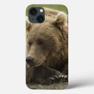 Brown bear, or Coastal Grizzly Bear, Ursus iPhone 13 Case
