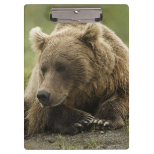 Brown bear, or Coastal Grizzly Bear, Ursus Clipboard