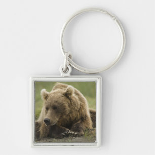 Brown bear, or Coastal Grizzly Bear, Ursus Key Ring