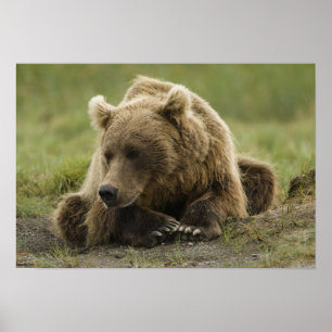 Brown bear, or Coastal Grizzly Bear, Ursus Poster