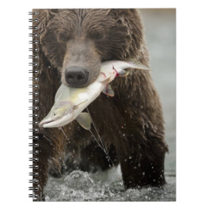 Brown bear, or Coastal Grizzly Bear, Ursus Spiral Notebook