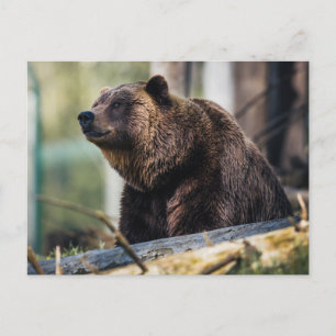 Brown Bear Pose Postcard