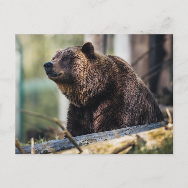 Brown Bear Pose Postcard (Front)
