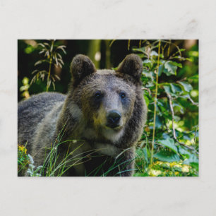 brown bear postcard