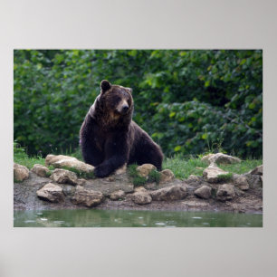 Brown bear poster