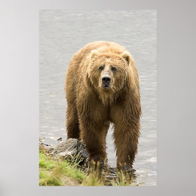 Brown Bear Poster (Front)