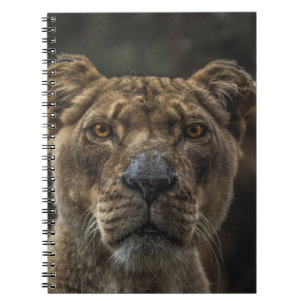 BROWN BEAR SELECTIVE FOCAL PHOTO DURING DAYTIME NOTEBOOK
