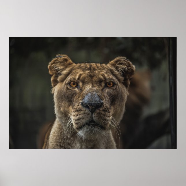 BROWN BEAR SELECTIVE FOCAL PHOTO DURING DAYTIME POSTER (Front)