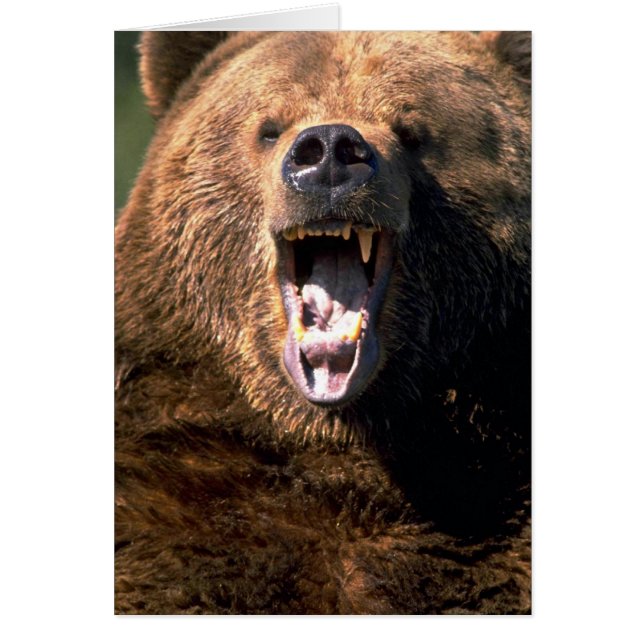 Brown Bear Showing Teeth (Front)