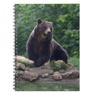 Brown bear spiral notebook