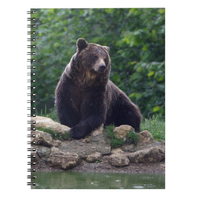Brown bear spiral notebook (Front)