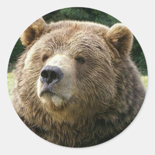 Brown Bear Sticker