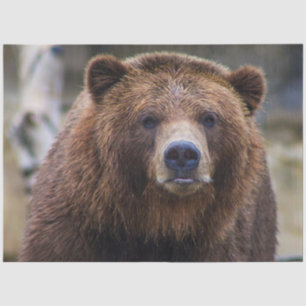 Brown Bear Tissue Paper