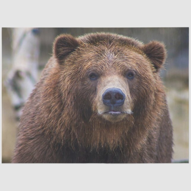 Brown Bear  Tissue Paper (Front)